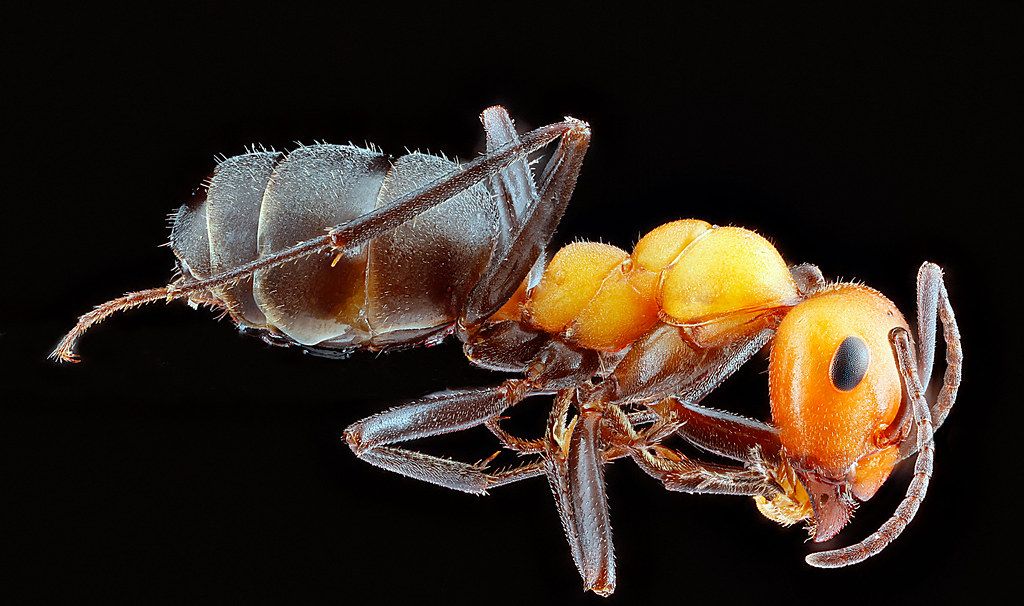 Ant Control service in Hampton, VA