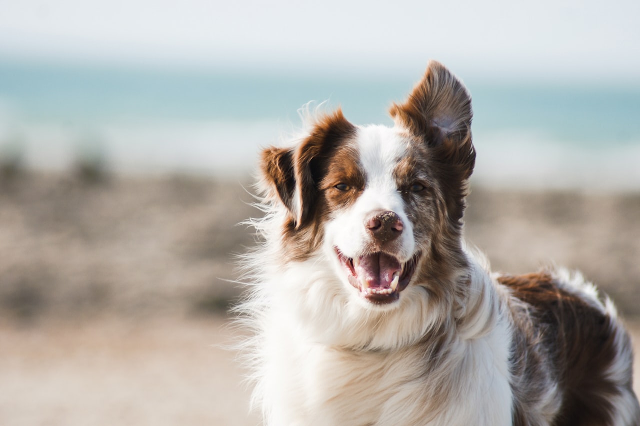 Flea & Tick Control service in Hampton, VA