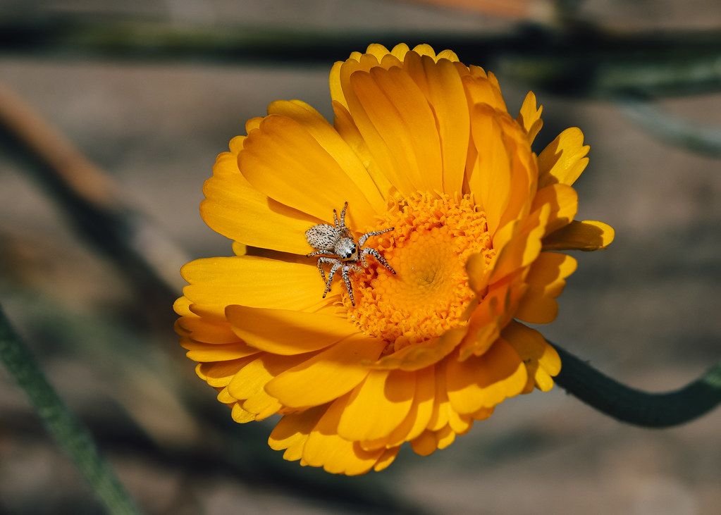Spider Control service in Hampton, VA